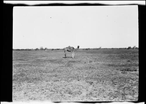 Camel on a grassy desert plain, Pardoo, Western Australia, 1928 / Michael Terry