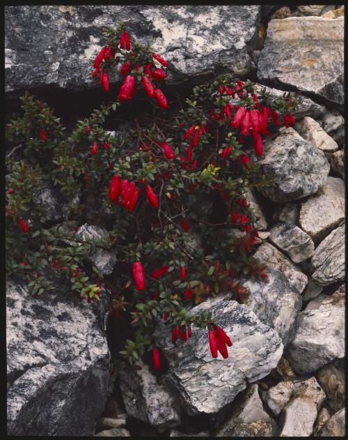 Climbing heath flowers (Prionotes cerinthoides), Frenchmans Cap, Tasmania, 1989 [transparency] / Peter Dombrovskis