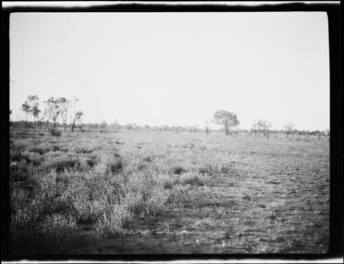 Grassy plain, Coniston region, Northern Territory, 1929 / Michael Terry