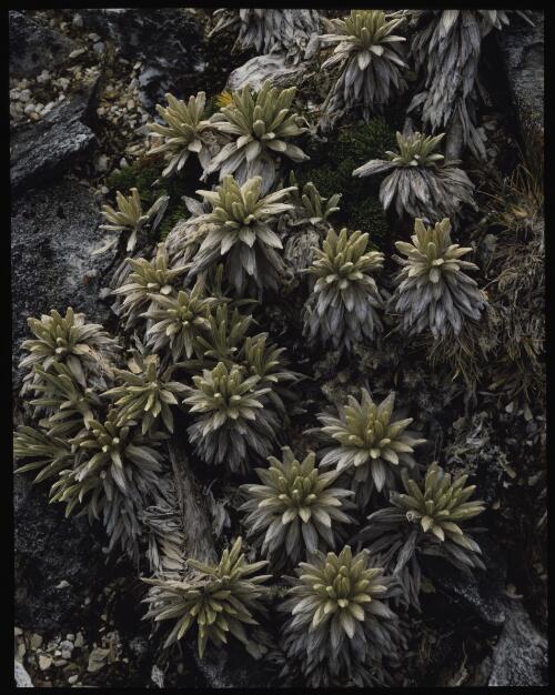Celmisia saxifraga rosettes at Federation Peak, southwest Tasmania, 1985 [transparency] / Peter Dombrovskis
