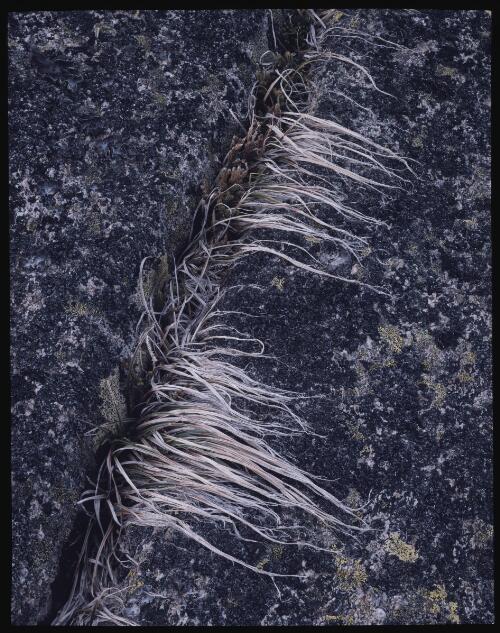 Bleached sedges and granite, Mount Kosciuszko, New South Wales, 1986 [transparency] / Peter Dombrovskis