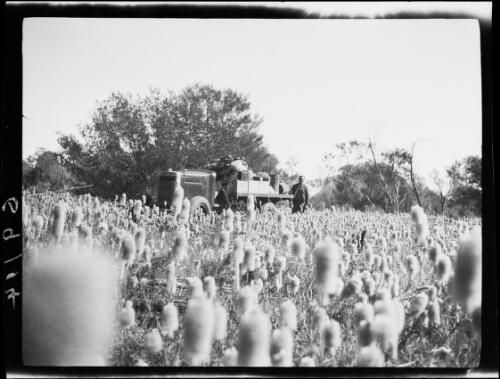 Expedition member and Morris Commercial truck in a field of Ptilotus macrocephalus, green pussytails, Central Australia?, approximately 1930 / Michael Terry