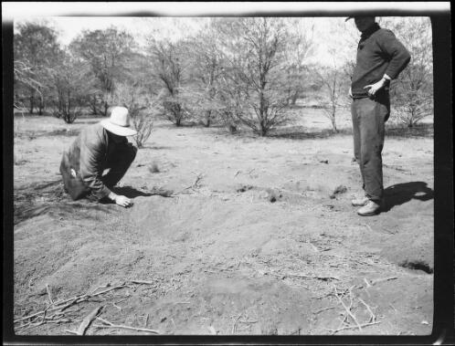 Expedition member Bill Bird and another expedition member looking at a malleefowl nest, Central Australia?, 1930 / Michael Terry