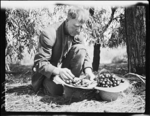 Bill Bird, picking quandongs, Musgrave Ranges, South Australia, approximately 1930 / Michael Terry