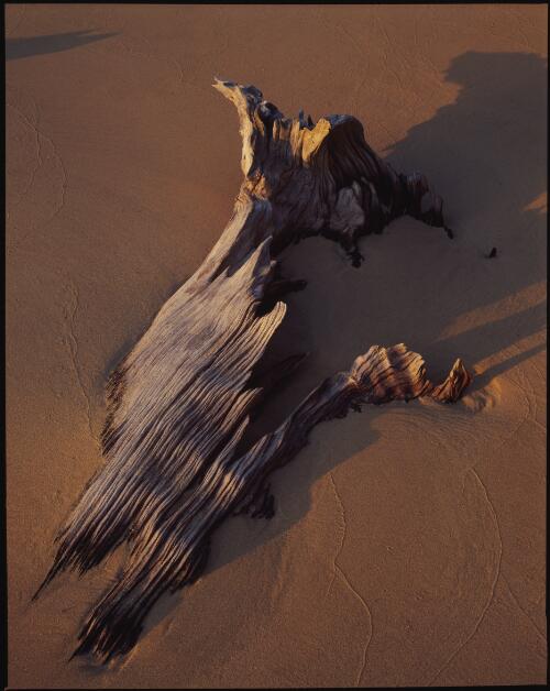 Driftwood and sand on the west coast of Fraser Island, Queensland, 1995 [transparency] / Peter Dombrovskis