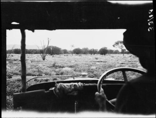 Expedition member driving a Morris Commercial truck through a field of parakeelya plants, Central Australia?, approximately 1930 / Michael Terry