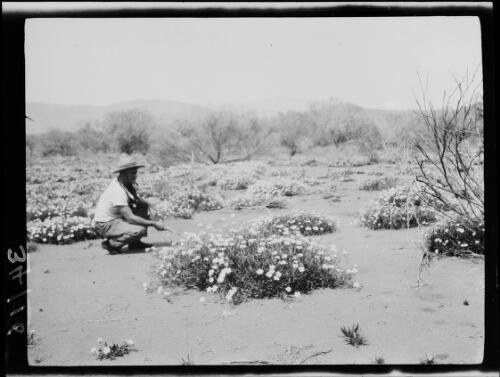 Expedition member Louis Bailey looking at parakeelya, Musgrave Ranges, South Australia, 1930 / Michael Terry
