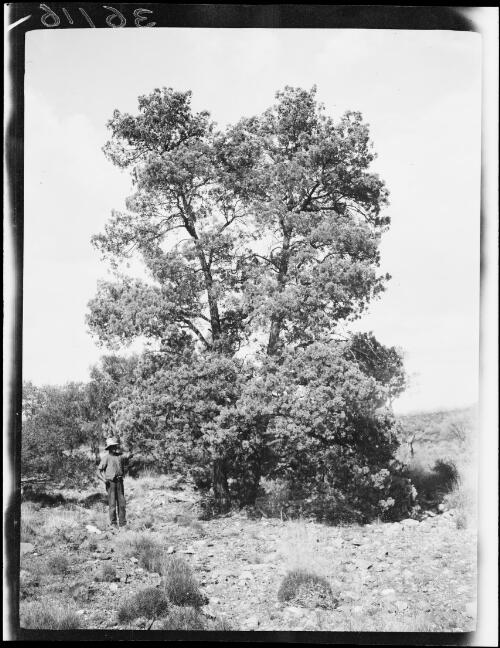 Exhibition member standing beside a native pine tree, Central Australia?, approximately 1930 / Michael Terry
