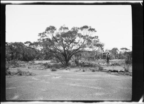 Expedition member standing on sandy terrain with a Morris Commercial truck parked in thick scrubland behind, Central Australia?, approximately 1930 / Michael Terry