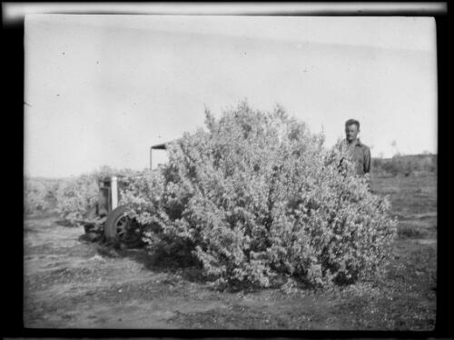 Michael Terry looking at a bush in bloom, Central Australia?, approximately 1930