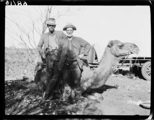 Two men with beards standing in front of a camel, Warburton Range, Western Australia, 1931 / Michael Terry