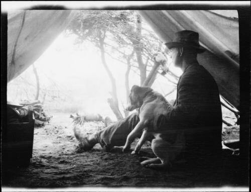 Expedition member Bill Bird inside a tent with Spot the dog, Western Australia, 1931 / Michael Terry