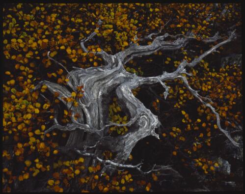 Autumn colour of deciduous beech, Cradle Mountain, Tasmania, 1990?, 2 [transparency] / Peter Dombrovskis