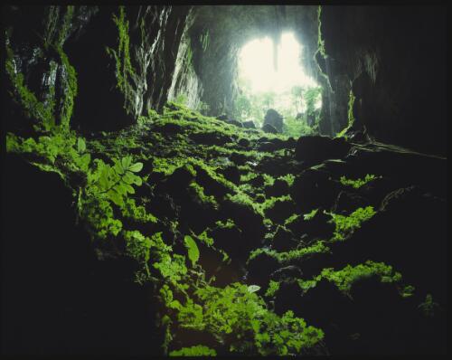 Entrance to Green Cave, Mount Mulu, Sarawak, Borneo, 1985, 2 [transparency] / Peter Dombrovskis