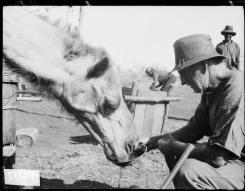 Bluey the camel drinking out of a dish, Western Australia, 1932 / Michael Terry