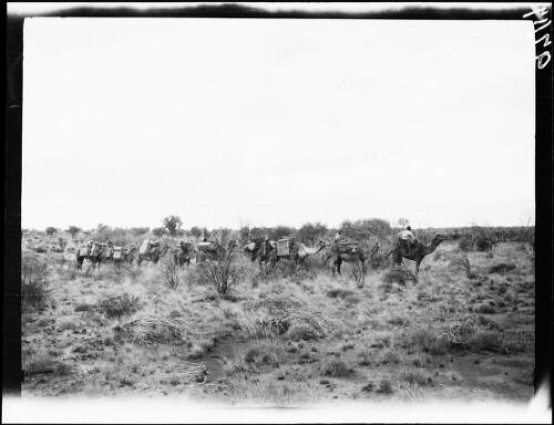 Expedition members and their camels marching in semi open spinifex, Western Australia, 1932 / Michael Terry