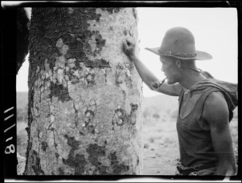 Michael Terry examining Lasseter's message carved into a tree trunk, Lake Christopher region, Western Australia, 1932