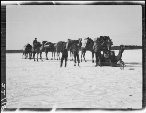 The expedition and their camels on the shore of Lake Mackay, Northern Territory, 1932 / Michael Terry
