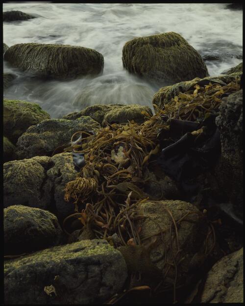 Washed kelp (Durvillaea potatorum), south coast, Tasmania, 1990?, 1 [transparency] / Peter Dombrovskis