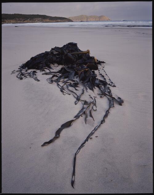 Kelp, south coast, Tasmania, 1994?, 1 [transparency] / Peter Dombrovskis