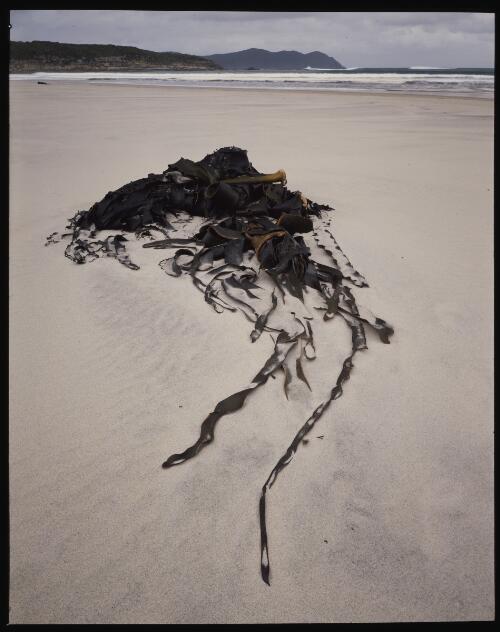 Kelp, south coast, Tasmania, 1994?, 2 [transparency] / Peter Dombrovskis