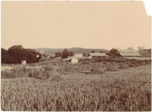 Stooks of harvested wheat in the paddock behind the station cottages, buildings and yards, Pulletop Station, New South Wales, ca. 1890's [picture]