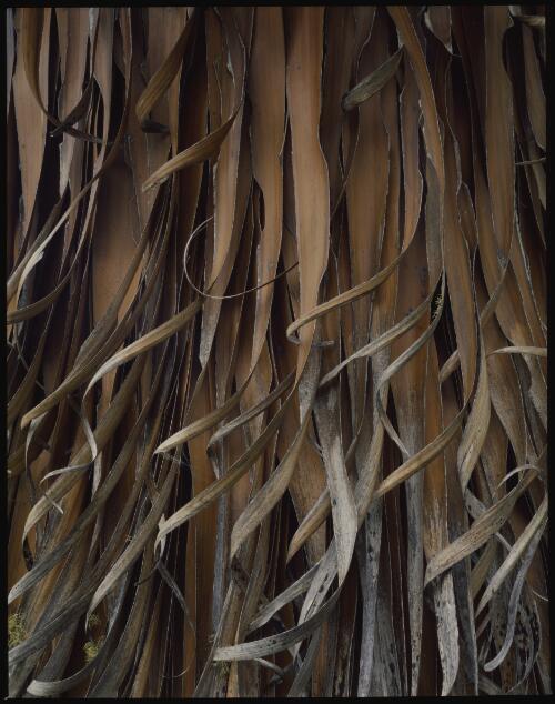 Richea pandanifolia, Tasmania, 1987? [transparency] / Peter Dombrovskis