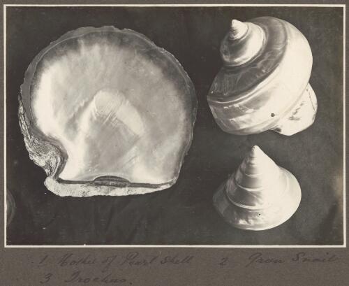 Mother of Pearl shell, green snail and Trochus shells [picture] / Frank Hurley
