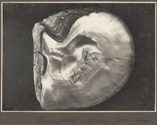 Remarkable blister formation [on shell] [picture] / Frank Hurley