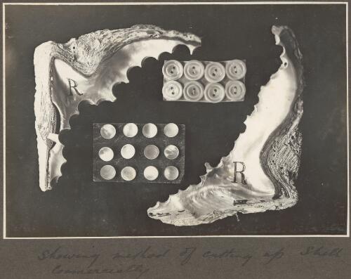 [Cut shell] showing the method of cutting shells commercially [picture] / Frank Hurley
