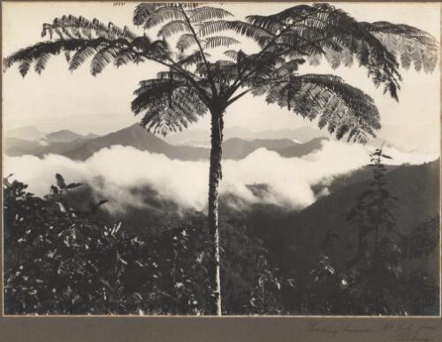 Looking towards Mount Yule from Dilava, [2] [picture] / Frank Hurley