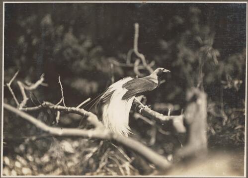 Views from Dilava Mission Station [Bird of Paradise] [picture] / Frank Hurley