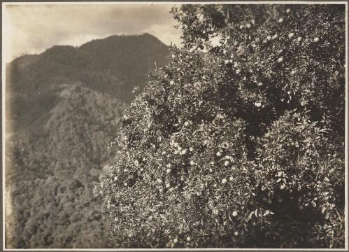 Views around Dilava [tree in front of mountains, Papua New Guinea] [picture] / Frank Hurley