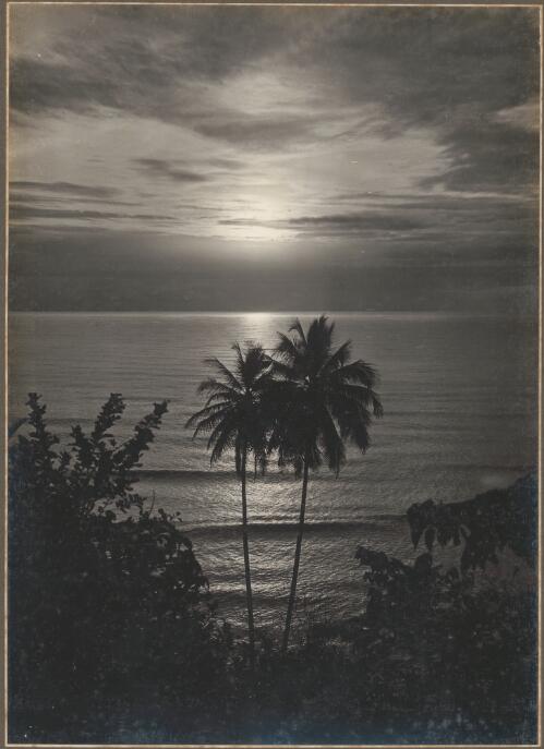 [Sunset over the sea with palm tree, Papua New Guinea,1] [picture]