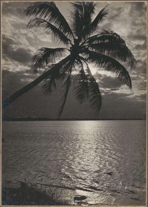 [Sun shining on the water with palm tree in the foreground, Papua New Guinea, 1] [picture]