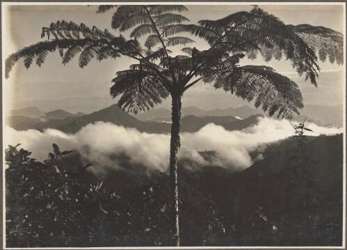 Looking towards Mount Yule from Dilava, [1] [picture] / Frank Hurley