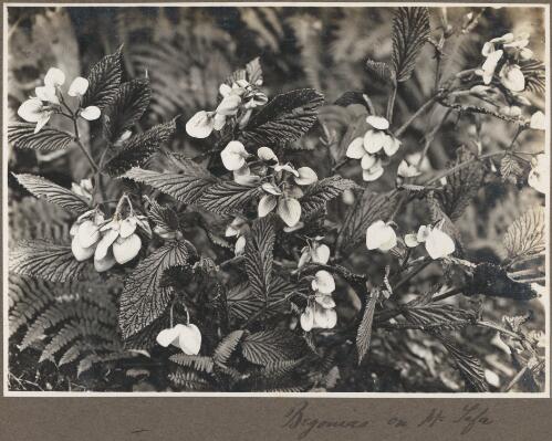 Begonias on Mount Tafa [picture] / Frank Hurley