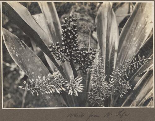 Orchids from Mount Tafa, [Papua New Guinea] [picture] / Frank Hurley