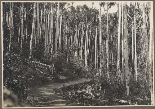 [A road leading through the forest] [picture] / Frank Hurley