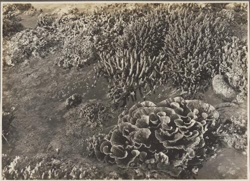 Coral formations, Shore Reef, Mailu Island, [Papua New Guinea, 1] [picture]