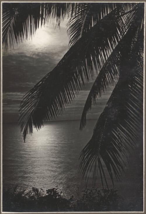 Scenes at Boianai [the sea, with a palm frond in the foreground] [picture] / Frank Hurley