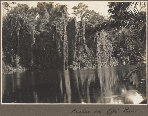 Creepus on Opi River, [vine covered vegetation on river edge] [picture] / Frank Hurley