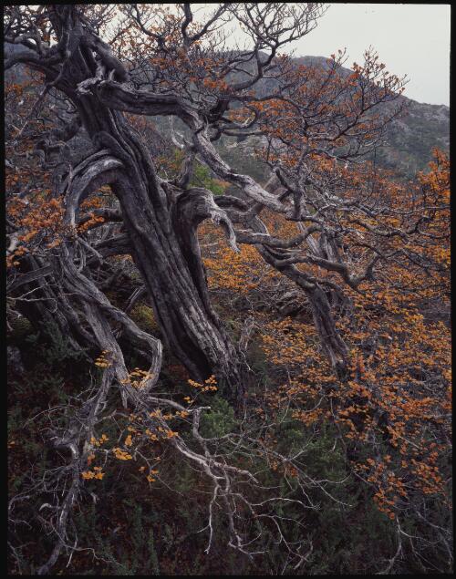 Deciduous beech tree, Cradle Mountain-Lake St Clair National Park, Tasmania, 1993, 2 [transparency] / Peter Dombrovskis