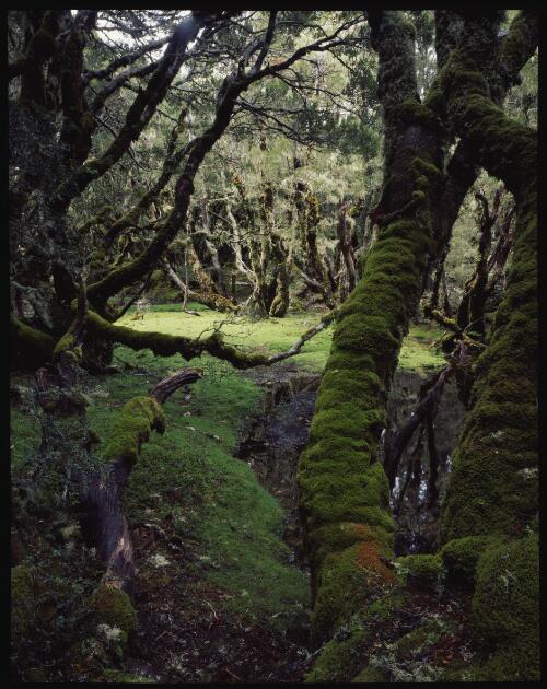 Enchanted Forest, Cradle Mountain-Lake St Clair National Park, 1989 [transparency] / Peter Dombrovskis