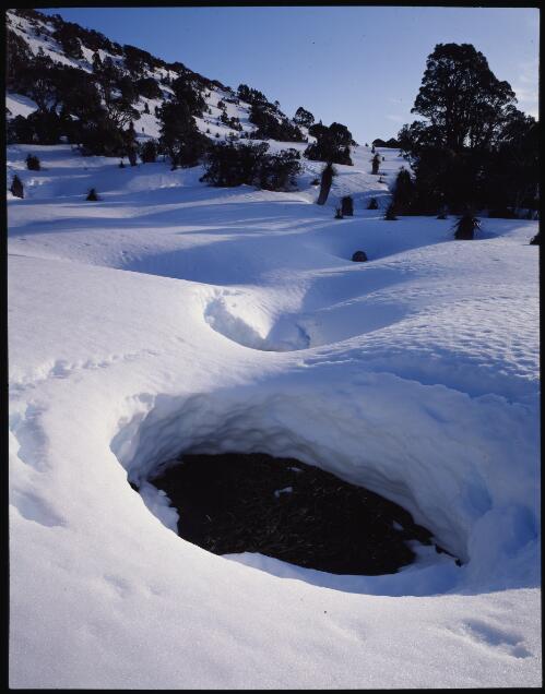 Snow-covered pandani, Mount Anne, Tasmania, 1986 [transparency] / Peter Dombrovskis