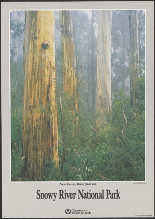 Ancient forests, Rodger River area : Snowy River National Park / Rawdon Sthradher