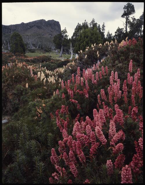 Richea scoparia in bloom near Halls Buttress, Walls of Jerusalem, Tasmania, 1992 [transparency] / Peter Dombrovskis