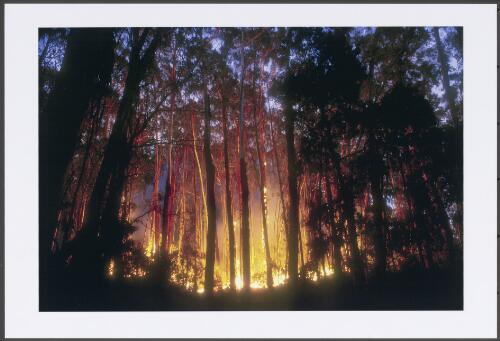 The heel of the Bendora fire burning in mixed Alpine Ash and Mountain Gum forest on Bendora Hill at dusk, Wednesday 8th January 2003 picture] / Jeff Cutting