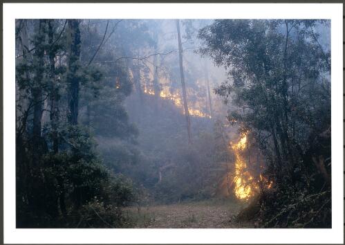 The Bendora fire along Wombat Road burning vigorously across a normally cool moist mountain gully at dusk, 9th January 2003 picture] / Jeff Cutting