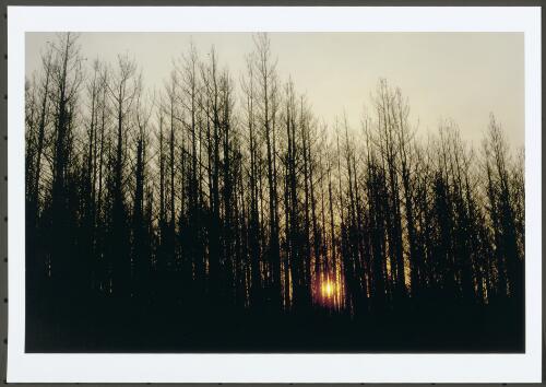Smoky skies from the vast area of smouldering timber in the ACT ranges produced this golden sunset through the incinerated pines in Ingledene Forest, [21 January 2003] [picture] / Jeff Cutting
